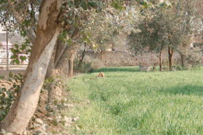 Serene backyard scene with lush greenery, a rustic bench, and a happy dog playing in the grass