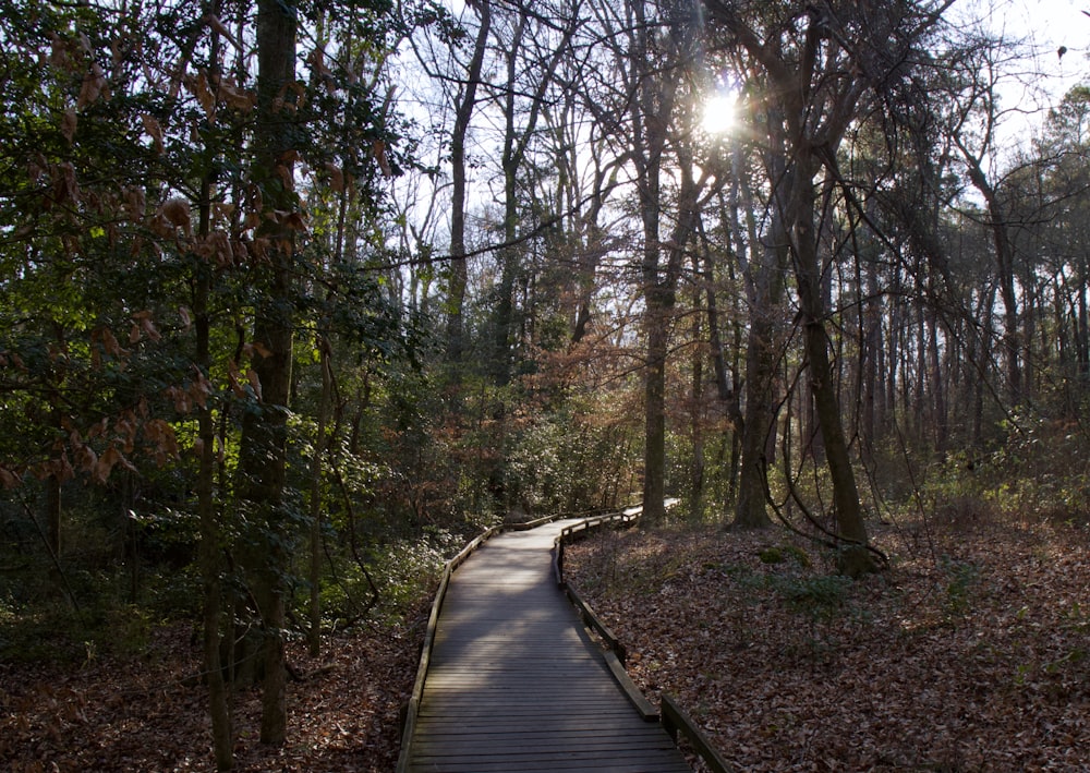 brown wooden pathway between trees during daytime