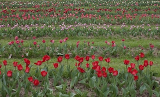 The vibrant tulip gardens bursting with colors in full bloom during spring.