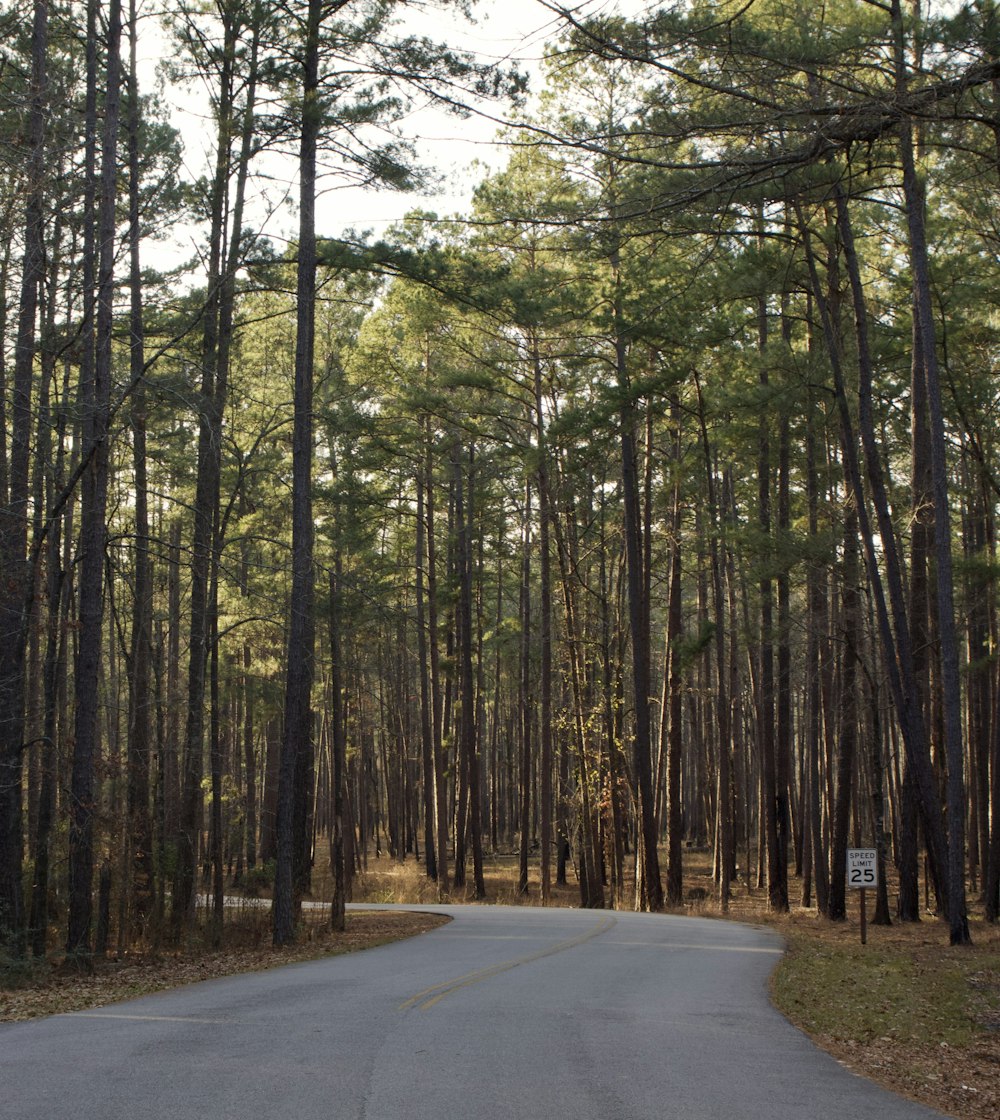 gray concrete road in between trees during daytime