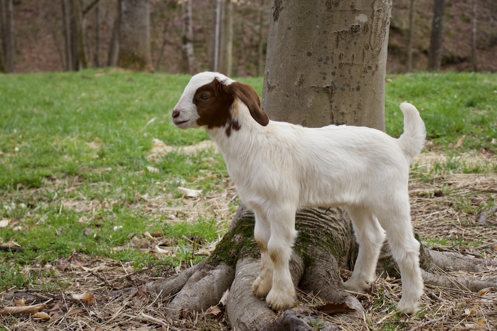 weißer und brauner kurzhaariger Hund am braunen Baumstamm