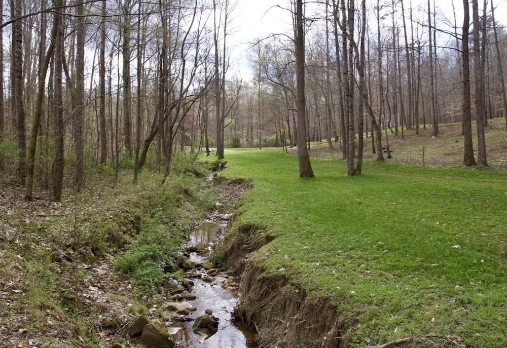 green grass field with bare trees during daytime