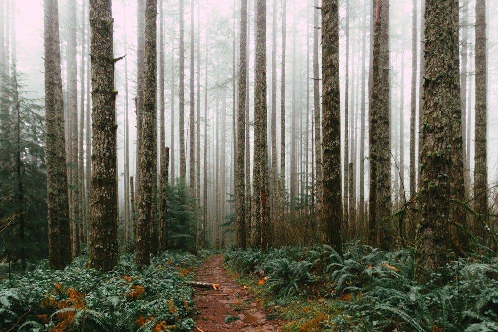 green grass and trees covered with fog