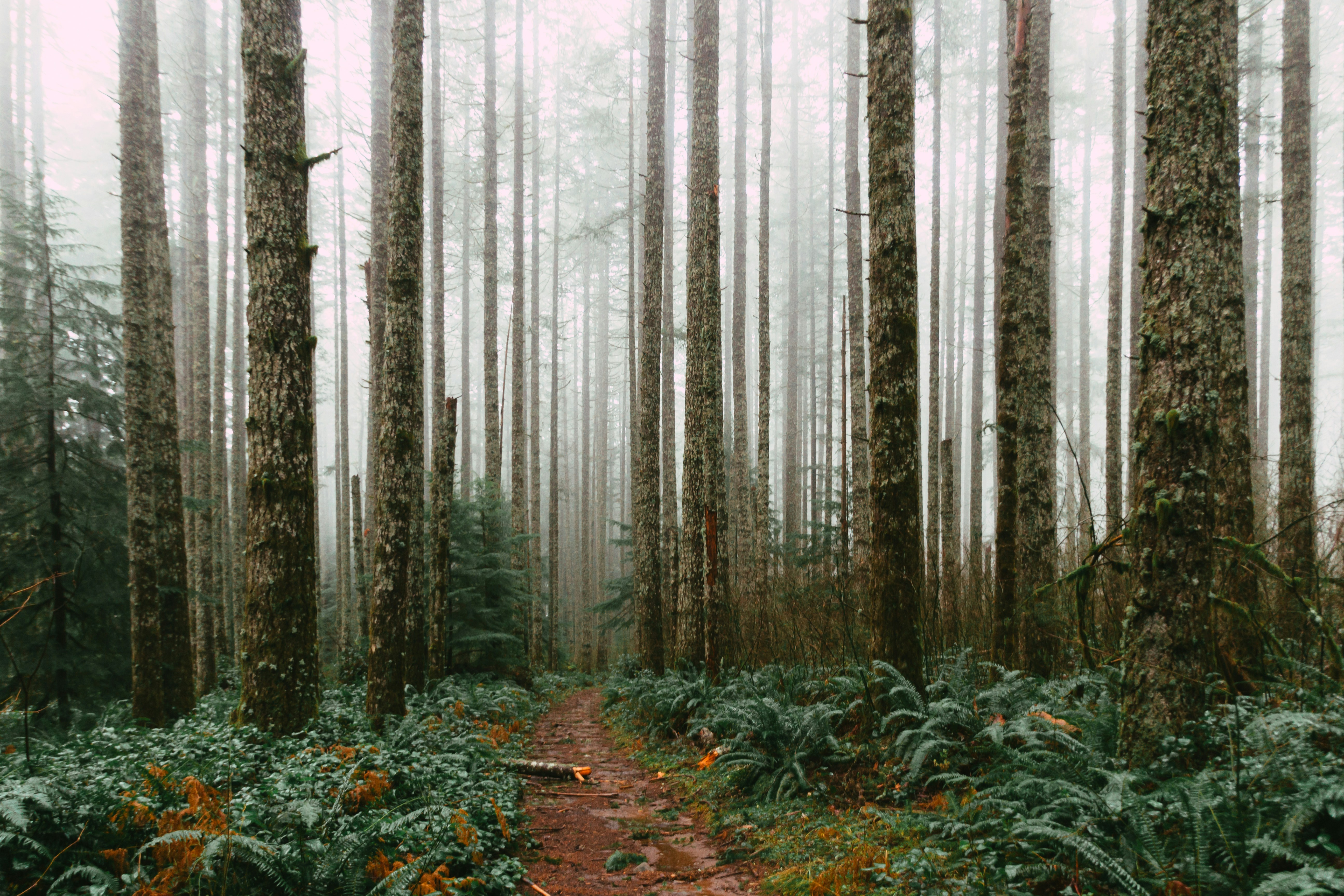 silver falls state park