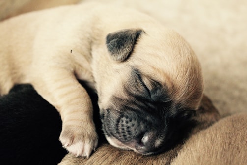A relaxed puppy resting peacefully after a day of learning and play.