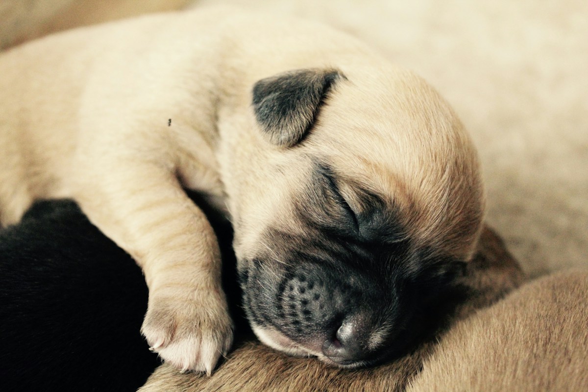 Filhote de Pug deitado no piso de madeira