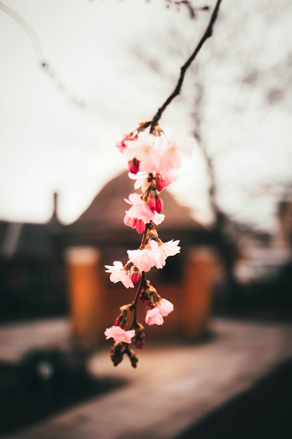 white and pink flower on brown wooden fence during daytime