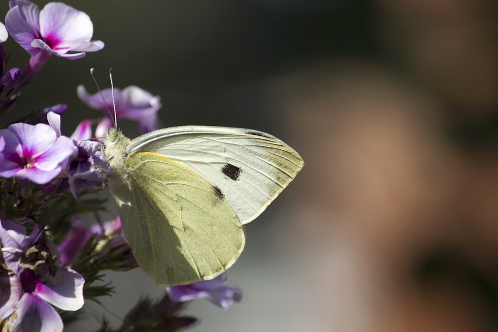 white and purple butterfly on brown stem in tilt shift lens