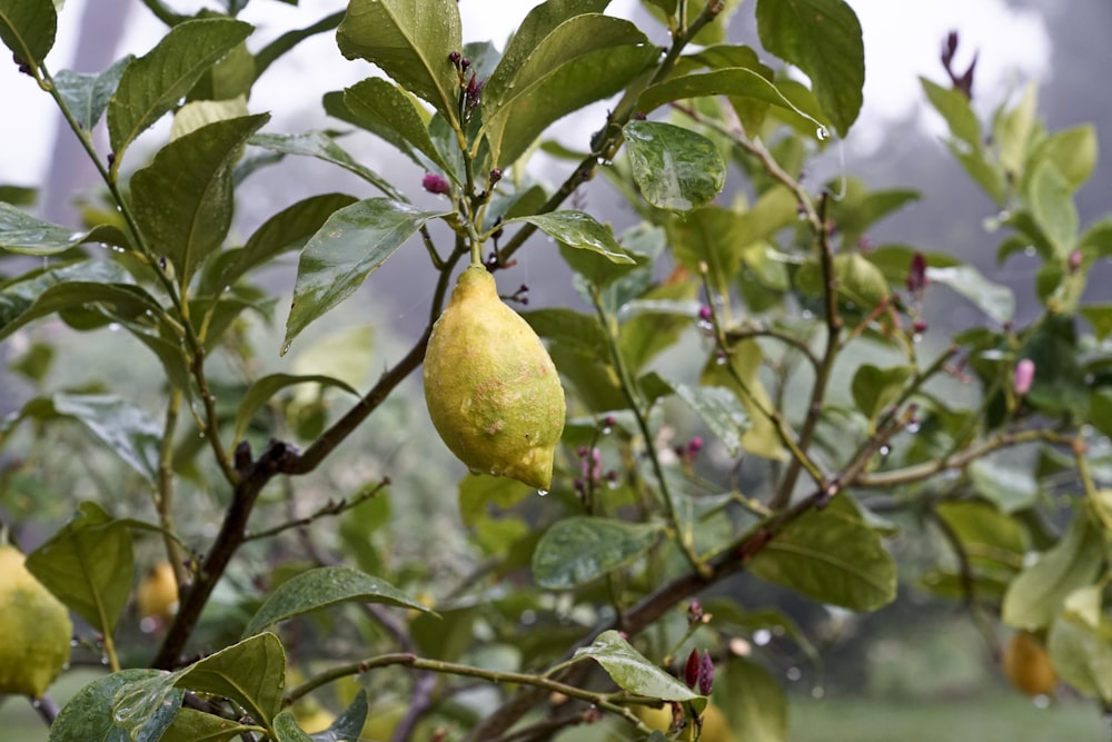 yellow fruit on green leaves during daytime