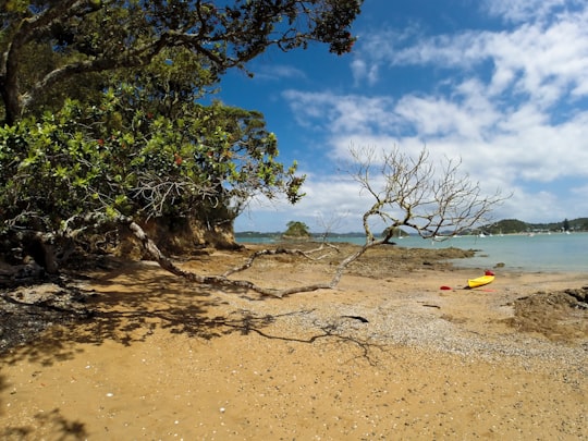 green tree on brown sand under blue sky during daytime in Paihia New Zealand