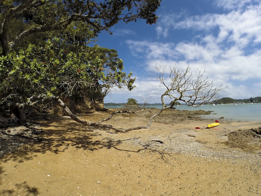 green tree on brown sand under blue sky during daytime