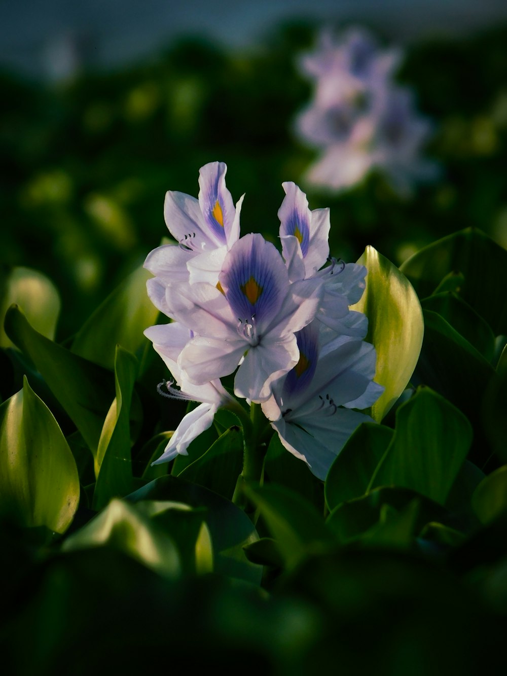 purple and white flower in tilt shift lens