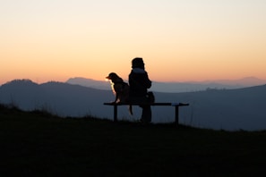 A dog and owner sharing a quiet moment on a park bench at sunset