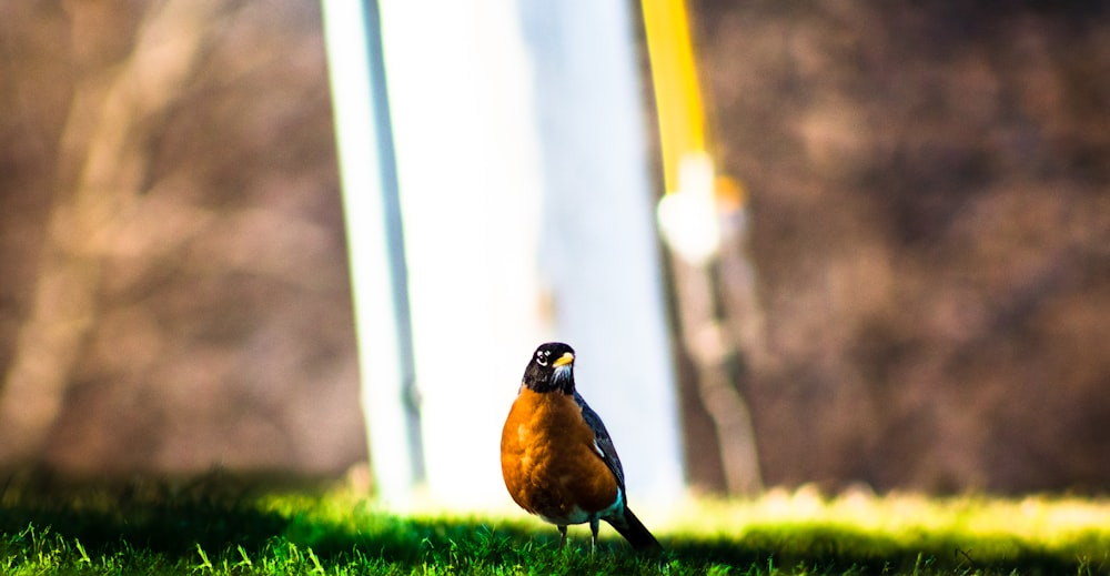 brown and black bird on green grass during daytime