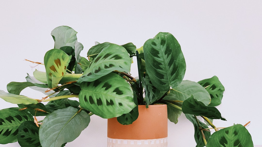 green leaves on orange and white ceramic vase