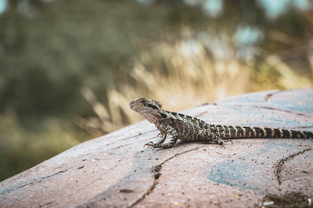 black and brown lizard on brown wood