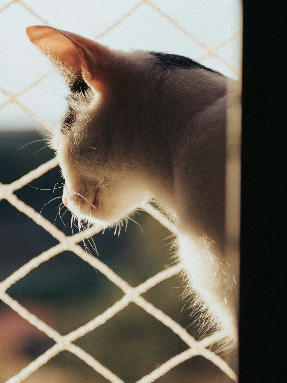 Weiße Katze hinter schwarzem Metallzaun