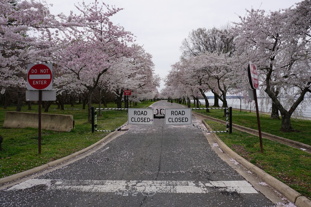 gray concrete road between trees