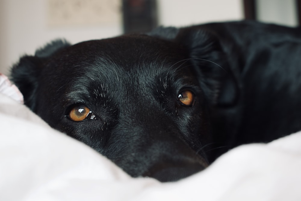 black short coat medium sized dog lying on white textile