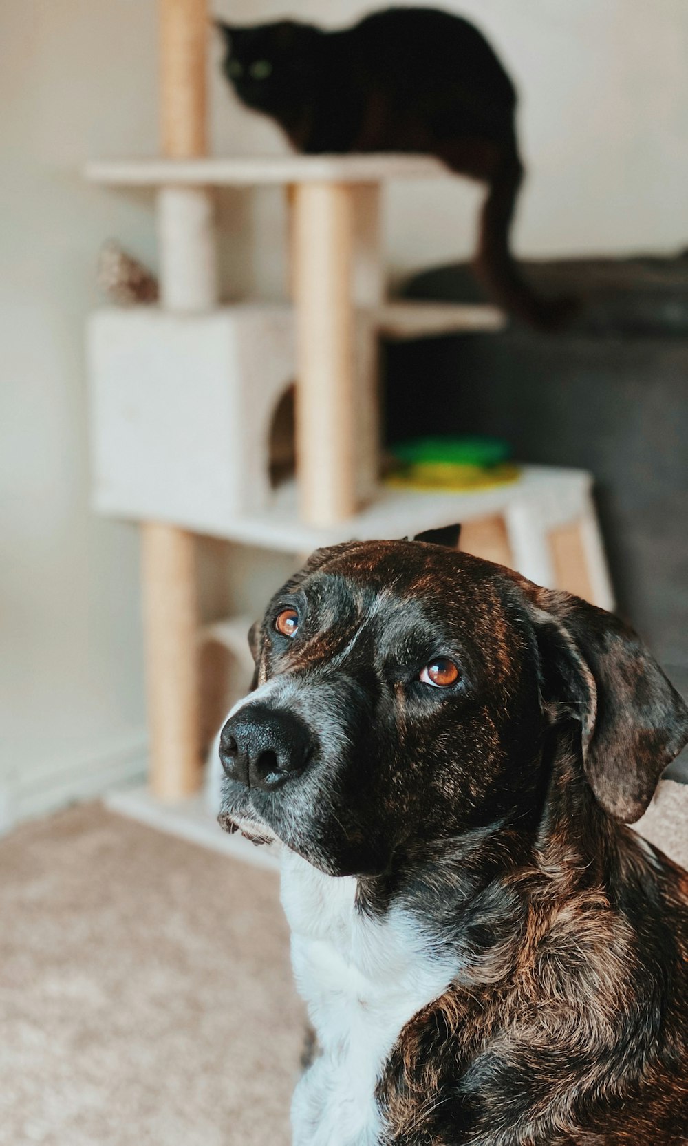 brown and white short coated dog