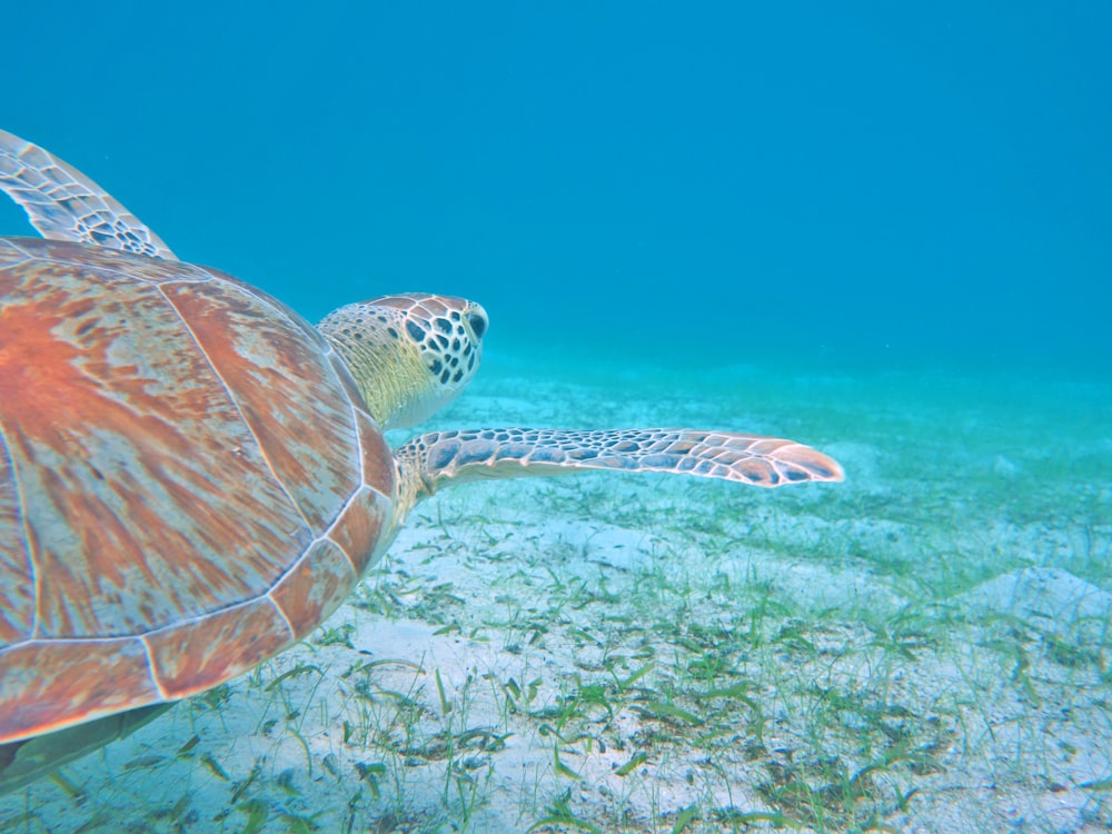 brown and black turtle under water