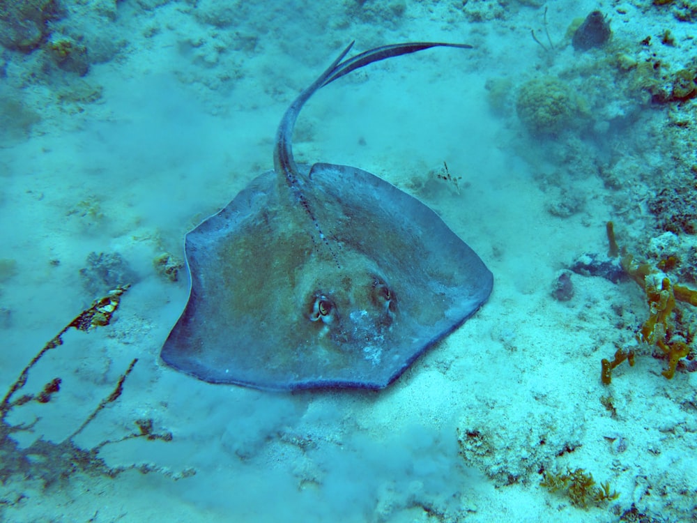 green and black fish in body of water