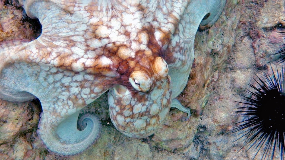 white and brown sea creature