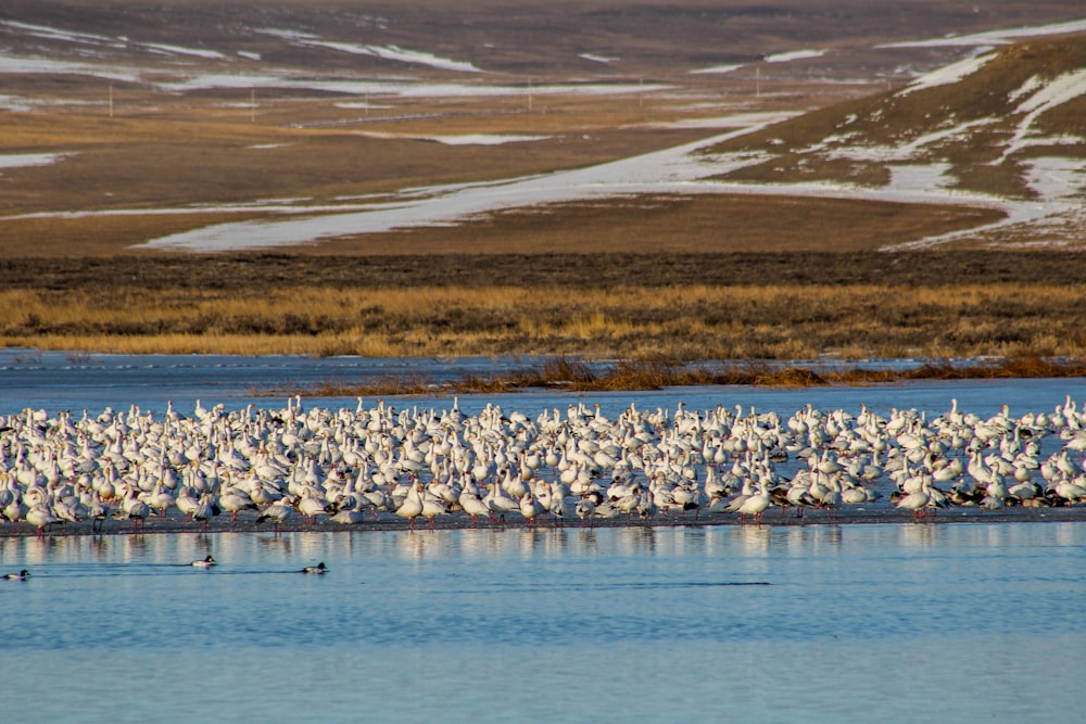 flock of black and white birds on water during daytime