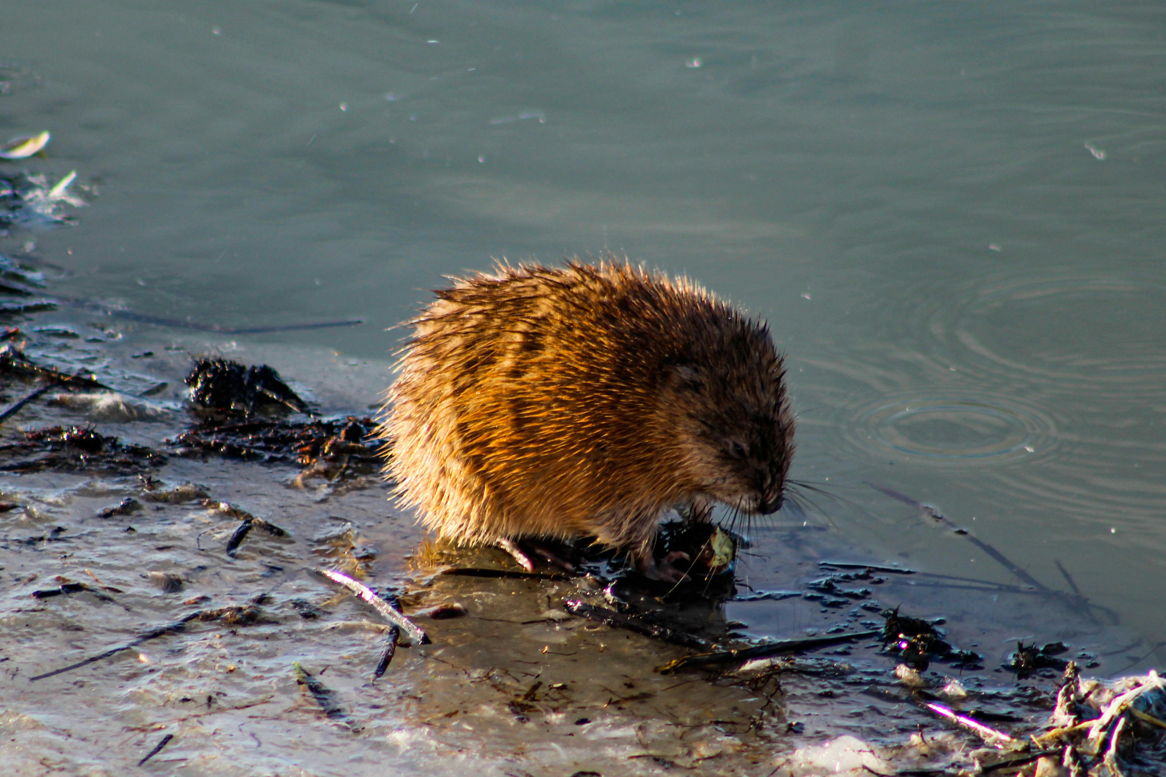 riccio marrone sull'acqua durante il giorno