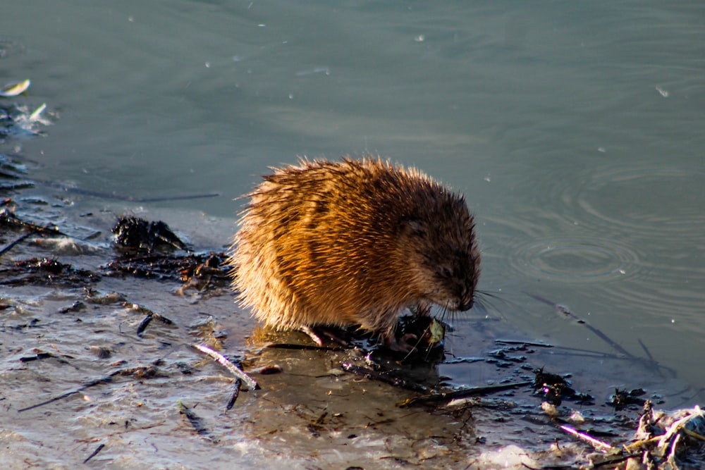 brown hedgehog on water during daytime
