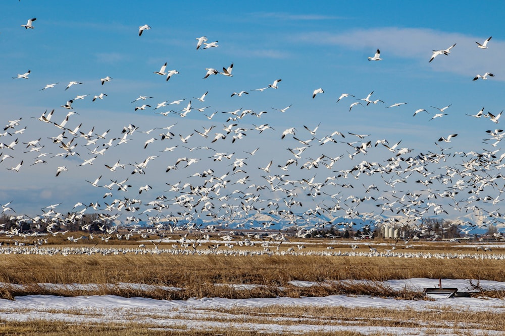 flock of birds flying over the field during daytime