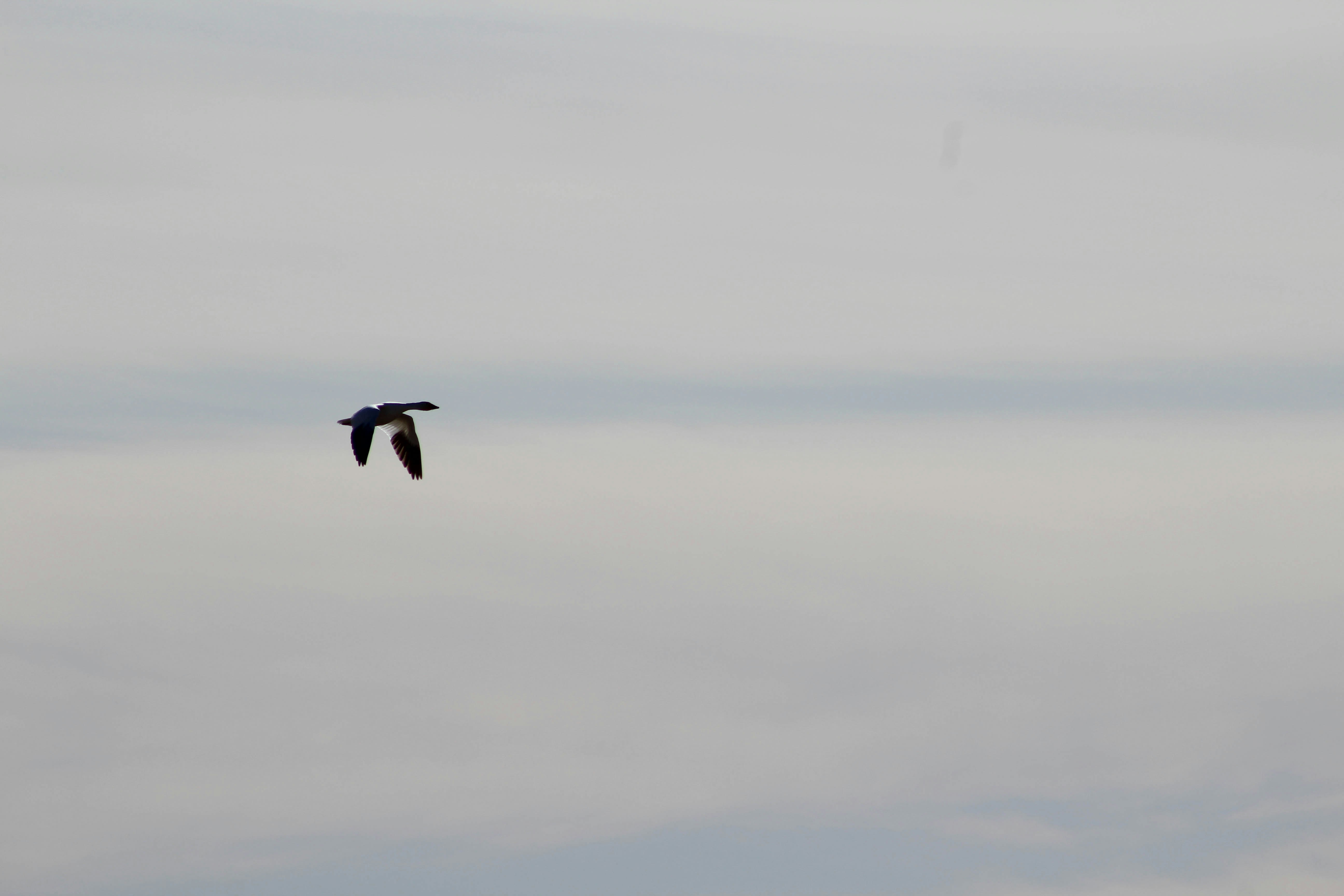 Pájaro negro volando sobre las nubes foto – Imagen de Animal gratuita en  Unsplash, image size:3000x2000