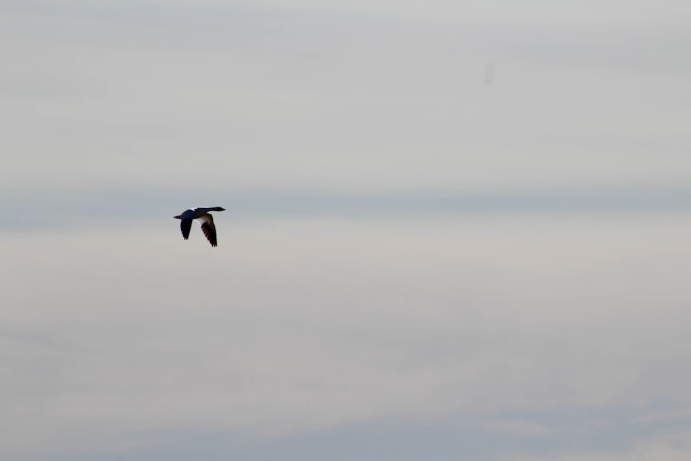 black bird flying over the clouds