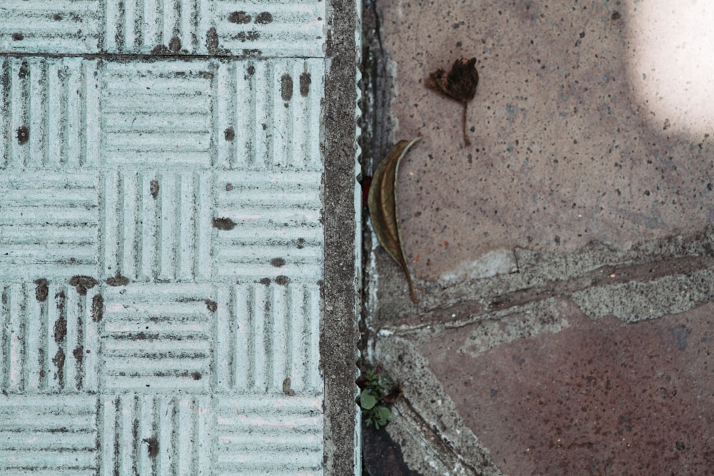 brown bird on white concrete wall