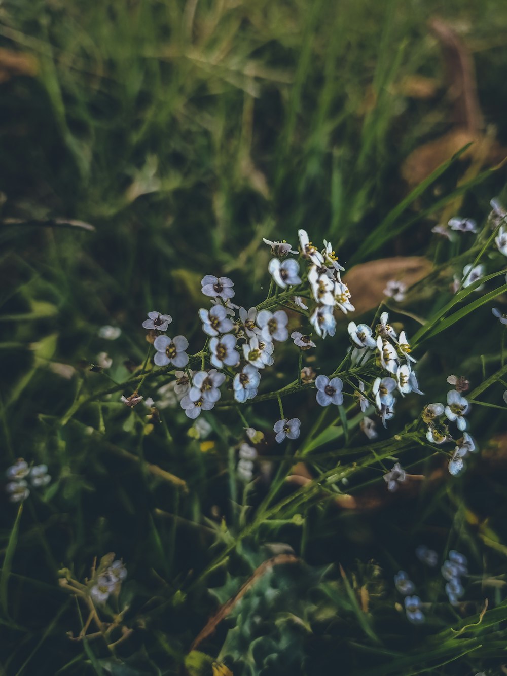 낮 동안 푸른 잔디에 흰 꽃