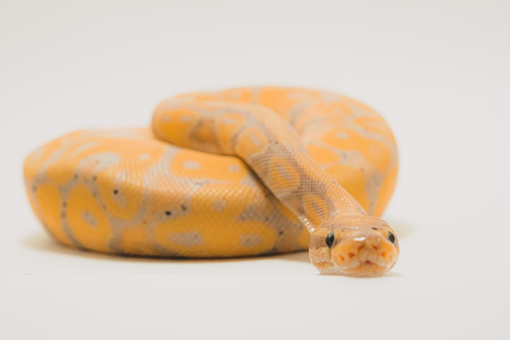 serpiente marrón y beige sobre superficie blanca