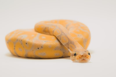 brown and beige snake on white surface snake teams background