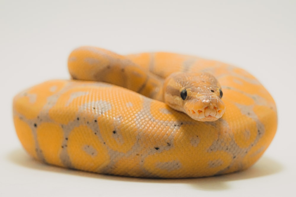 serpente giallo e bianco su superficie bianca
