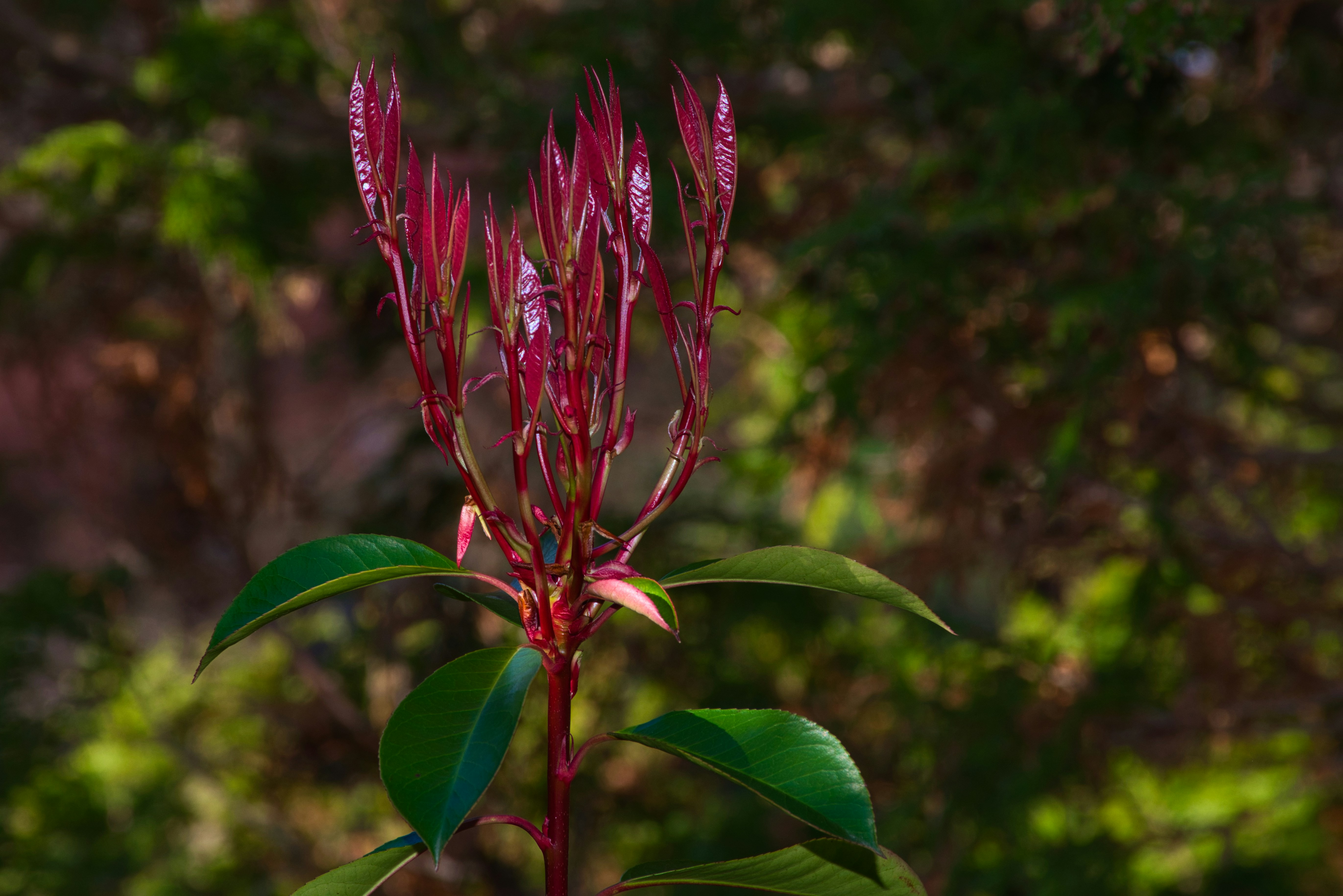Red Tip Photinia