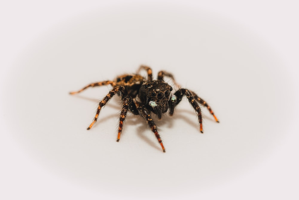 black spider on white surface
