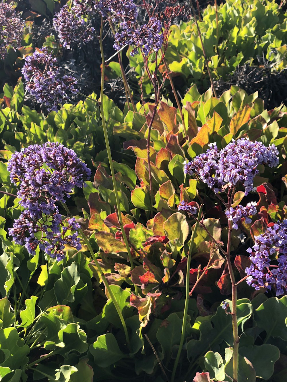 purple flowers with green leaves