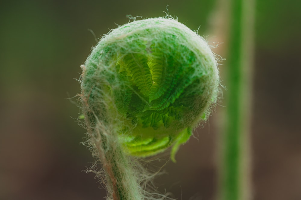 green round plant in close up photography