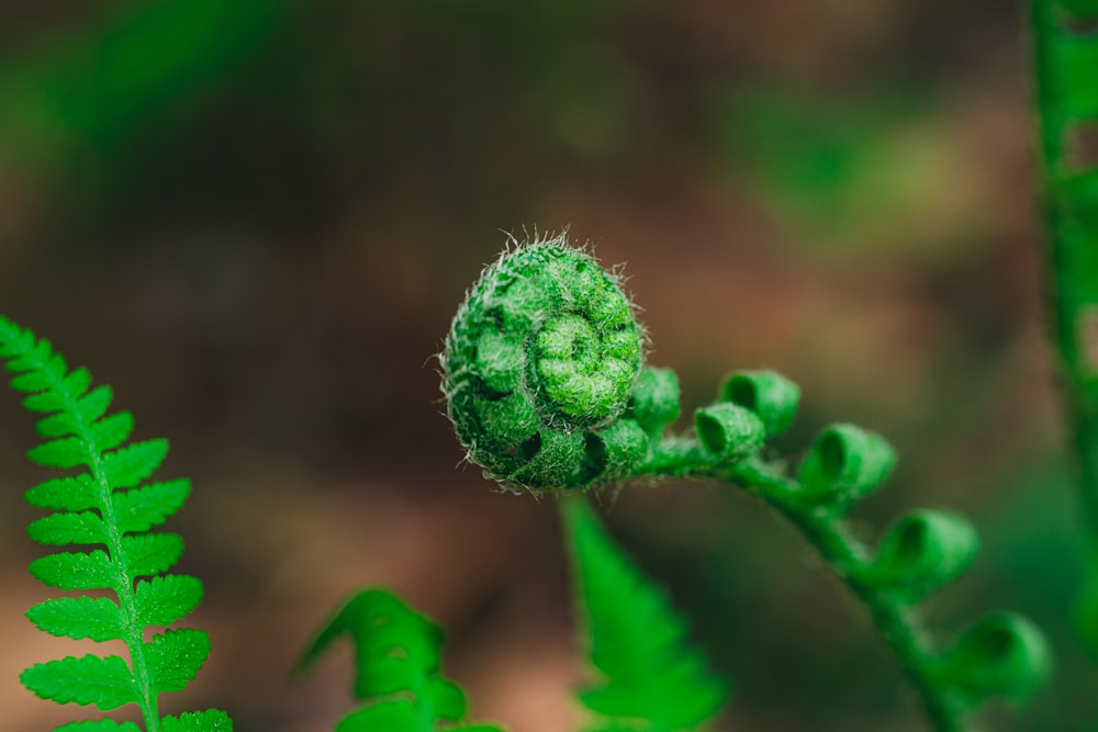 green plant in macro lens