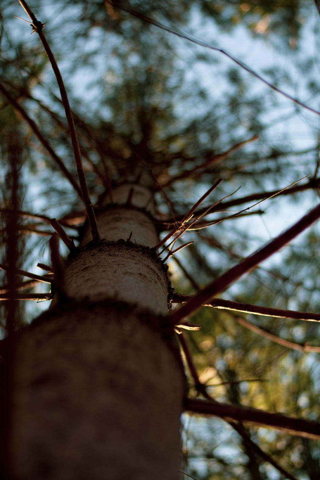 brown tree trunk during daytime