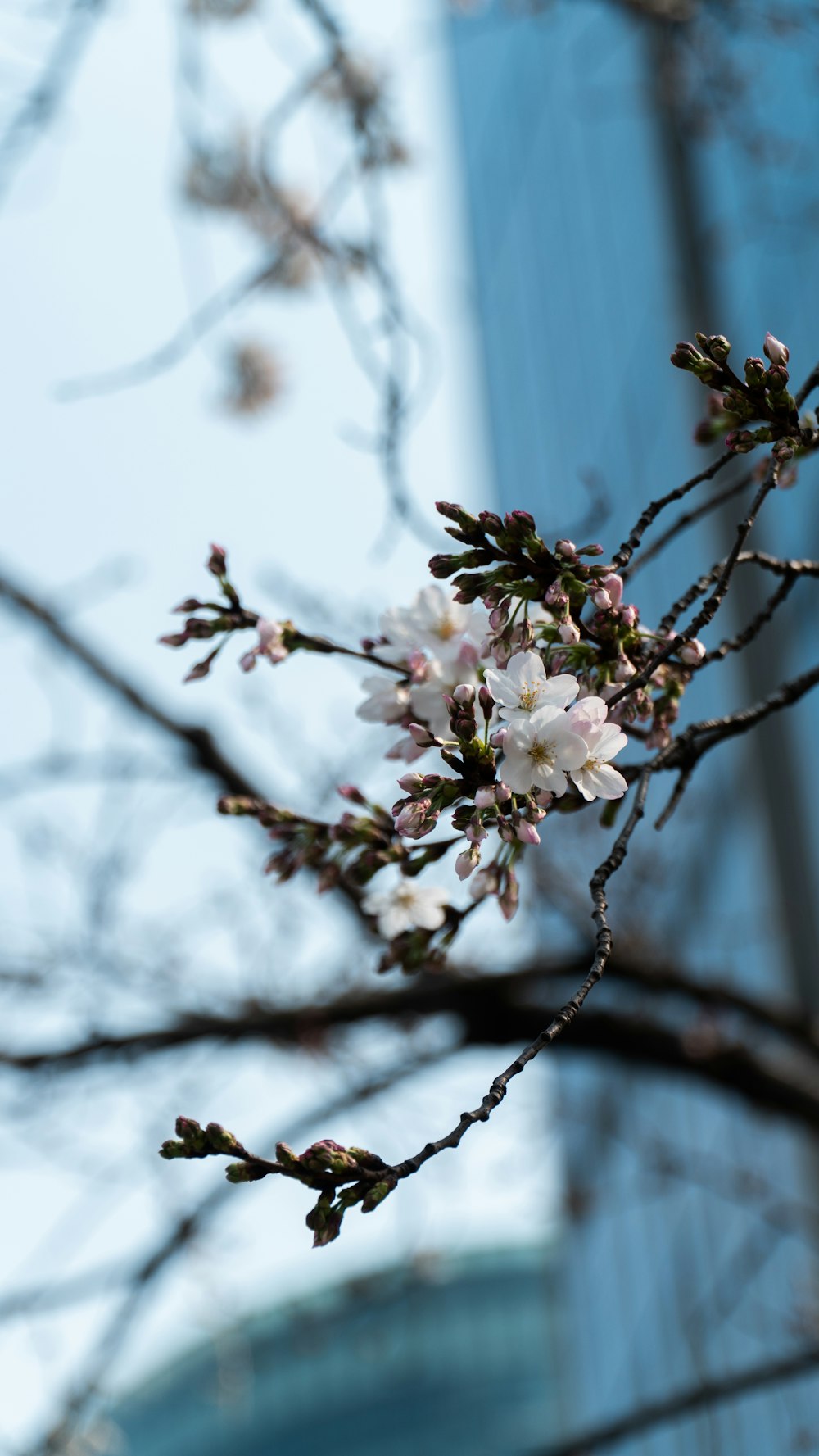 white cherry blossom in bloom during daytime