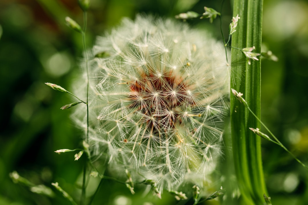 white dandelion in close up photography