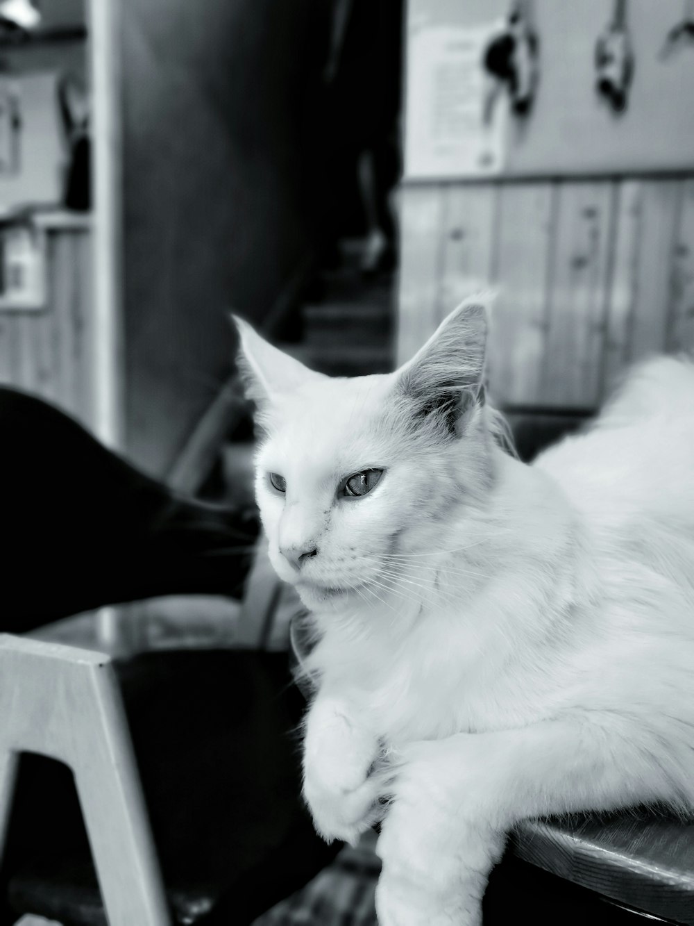 white cat on black chair