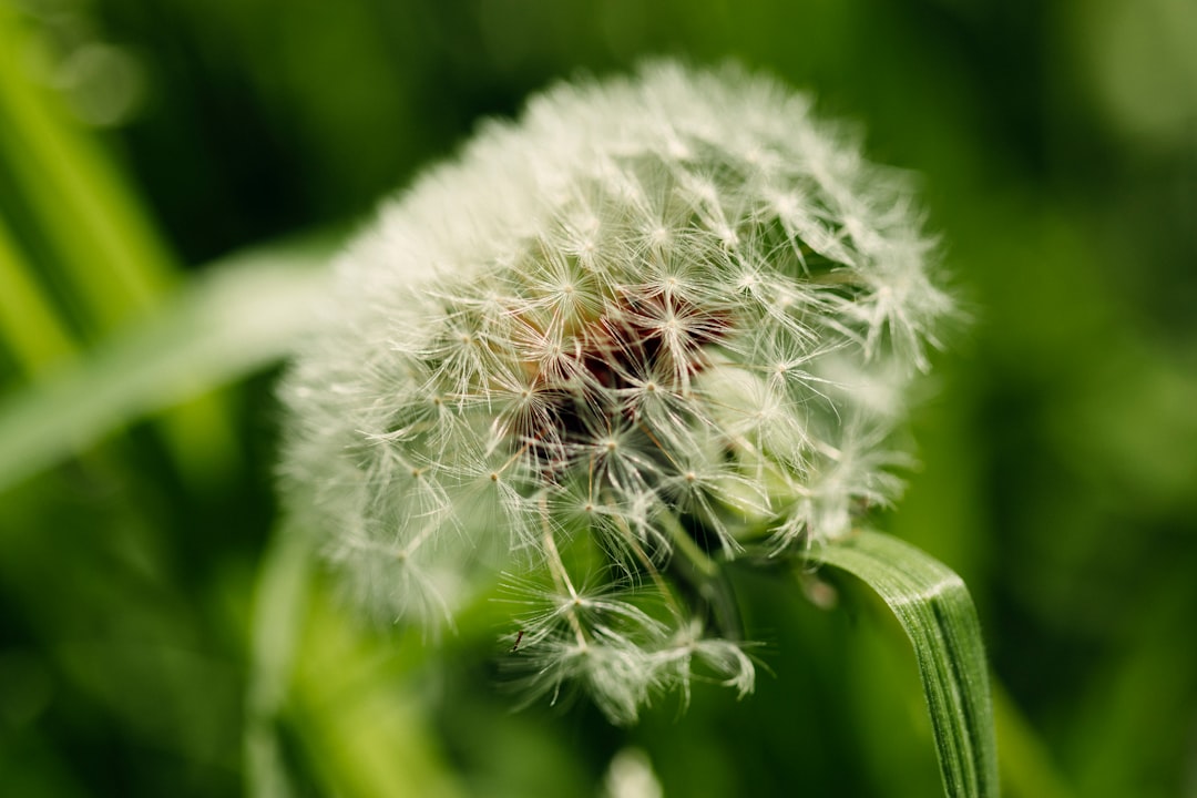 white dandelion in close up photography