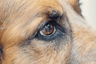 A close-up view of a dog's eye, focusing on the intricate details of the iris and the surrounding fur. The fur is predominantly brown with some black and white strands, giving a rich texture and depth to the image.