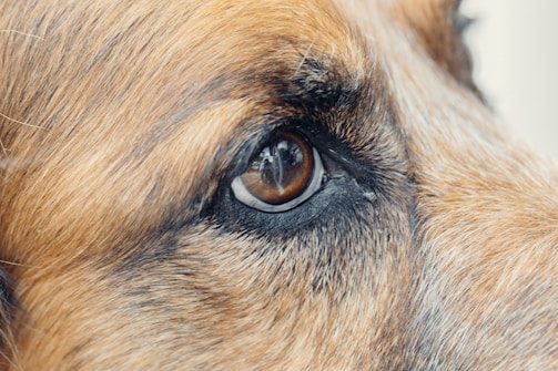 A close-up view of a dog's eye, focusing on the intricate details of the iris and the surrounding fur. The fur is predominantly brown with some black and white strands, giving a rich texture and depth to the image.